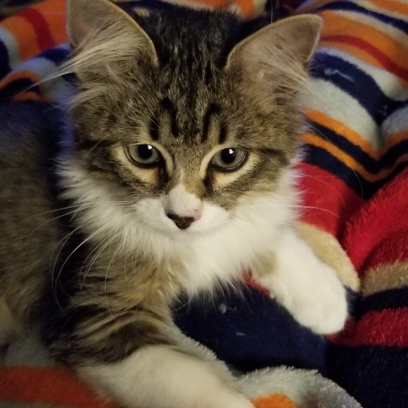 Meet your Posher, Leah - Picture 2 of 2